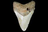 Fossil Megalodon Tooth - North Carolina #99854-1